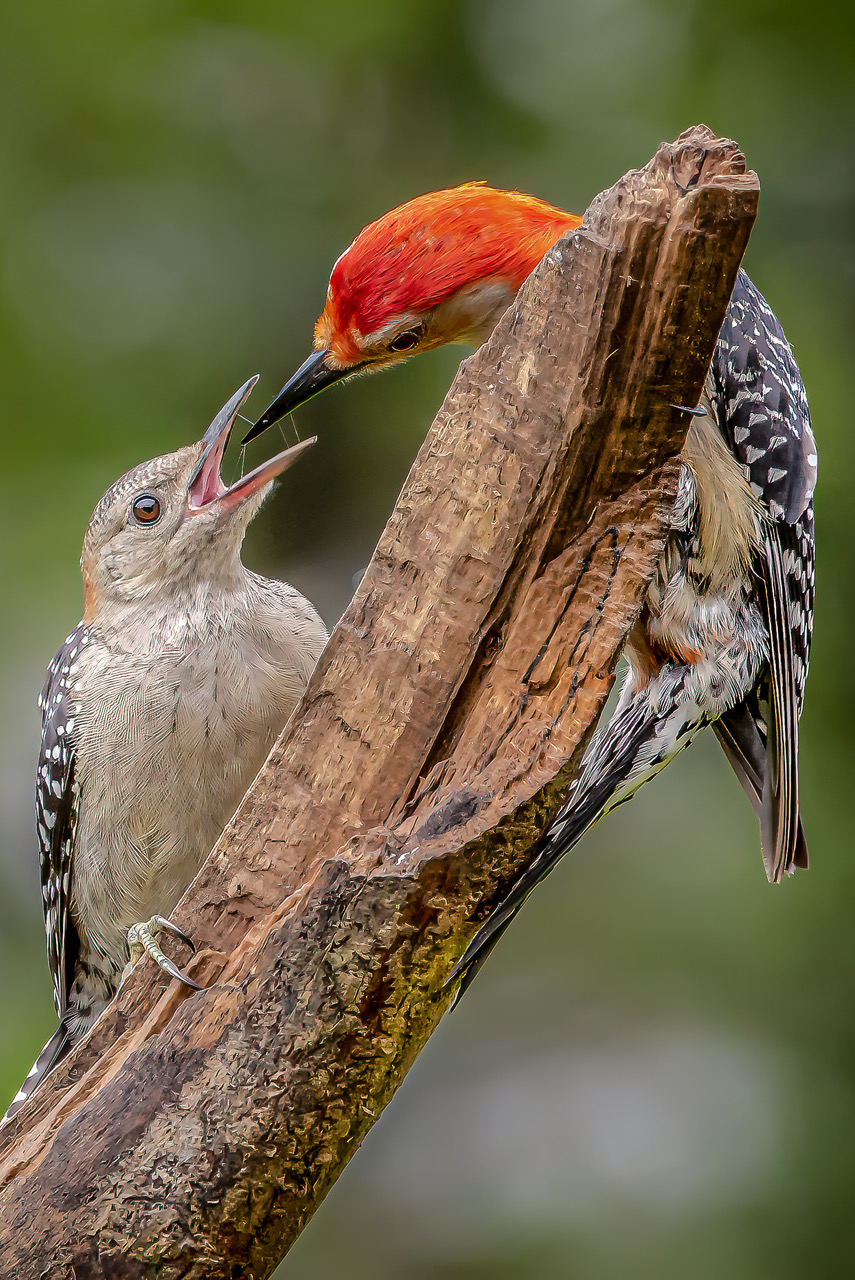 1st PrizeOpen Nature In Class 2 By James Braxmeier For Woodpecker JAN-2026.jpg